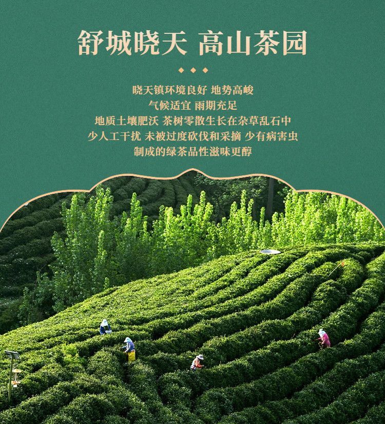 大别山高山绿茶
